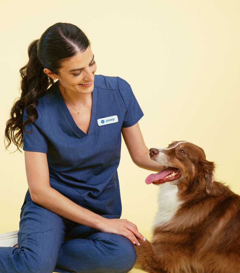 Pawp Ask An Online Vet Anything 24/7